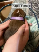 Purple Female, a female Boxer for sale in East Dublin, GA – Photo 3 of 5