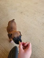 Gypsy, a female Boxer for sale in East Dublin, GA – 6 of 6