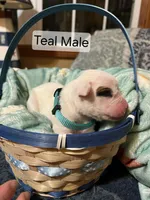 Teal Male , a male Boxer for sale in East Dublin, GA – Photo 3 of 5