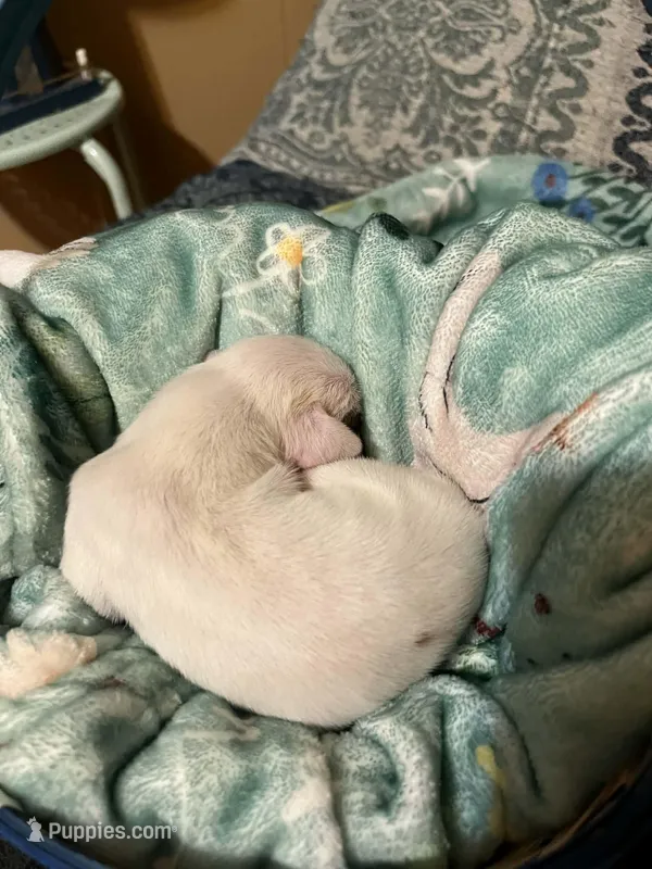 Teal Male  – Boxer puppy for sale in East Dublin, GA