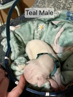 Teal Male , a male Boxer for sale in East Dublin, GA – Photo 2 of 5