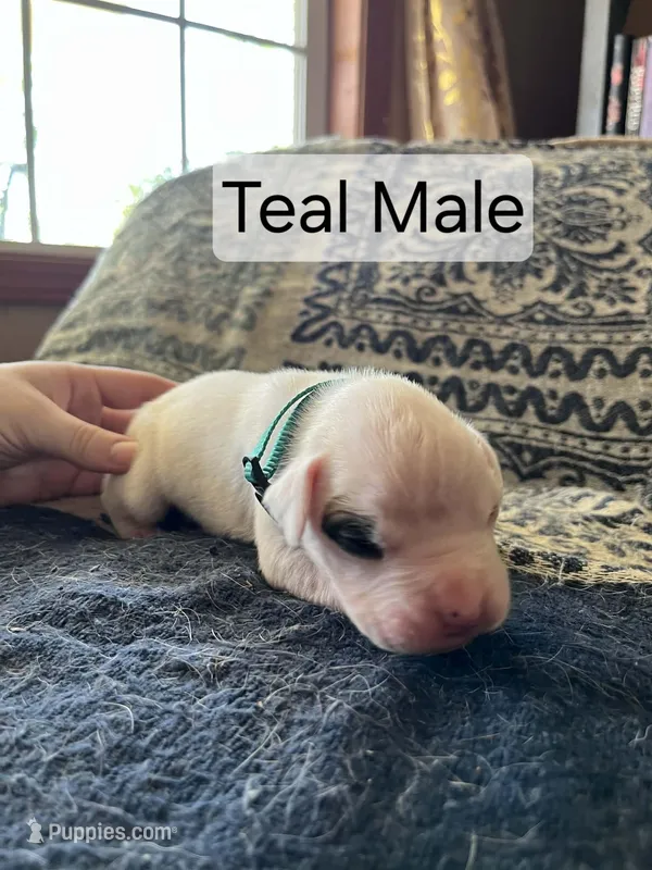 Teal Male  – Boxer puppy for sale in East Dublin, GA