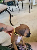 Gypsy, a female Boxer for sale in East Dublin, GA – 2 of 6