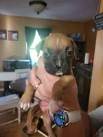 Yellow Female (Gypsy), a female Boxer for sale in East Dublin, GA – 2 of 4