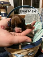 Blue Male, a male Boxer for sale in East Dublin, GA – Photo 3 of 5