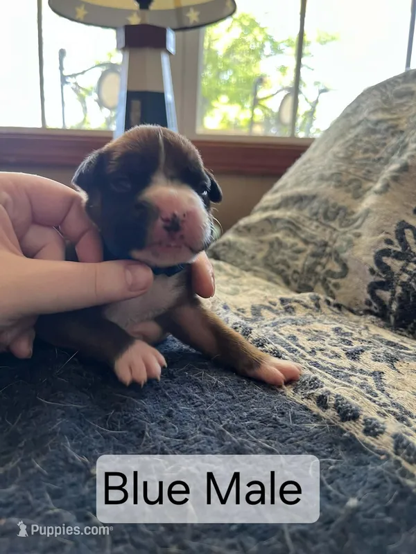 Blue Male – Boxer puppy for sale in East Dublin, GA