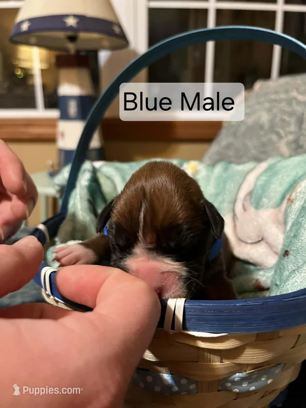 Blue Male – Boxer puppy for sale in East Dublin, GA