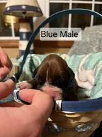 Blue Male, a male Boxer for sale in East Dublin, GA – Photo 1 of 5
