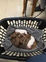 Blue Male, a male Boxer for sale in East Dublin, GA – Photo 4 of 5