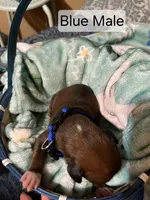 Blue Male, a male Boxer for sale in East Dublin, GA – Photo 2 of 5