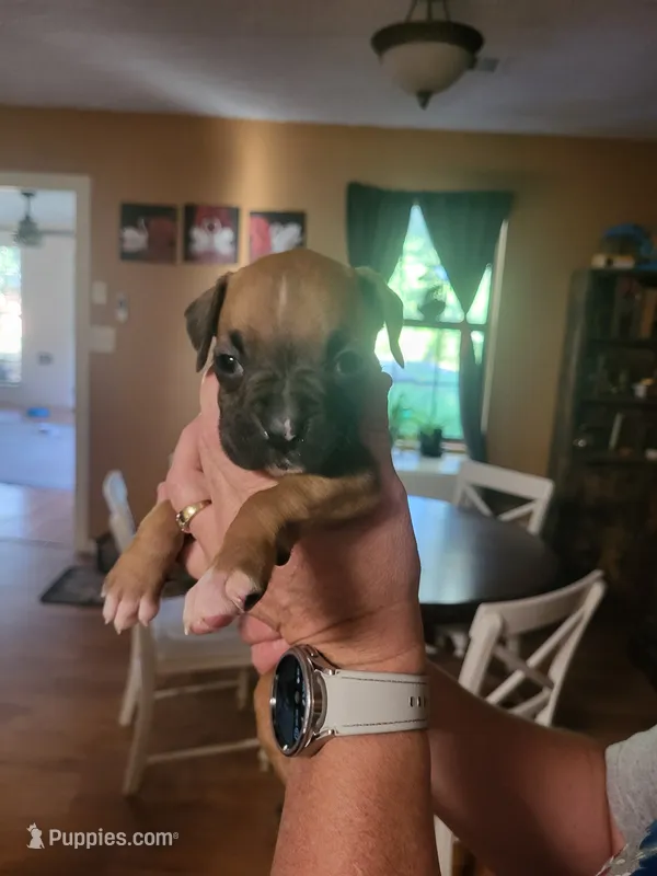 Yellow Female (Gypsy) – Boxer puppy for sale in East Dublin, GA