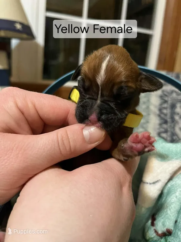 Yellow Female  – Boxer puppy for sale in East Dublin, GA