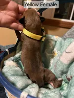 Yellow Female , a female Boxer for sale in East Dublin, GA – Photo 2 of 4