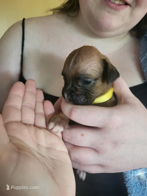Yellow Female  – Boxer puppy on hold in East Dublin, GA