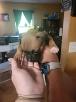 Yellow Female (Gypsy), a female Boxer for sale in East Dublin, GA – 3 of 4