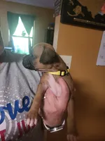 Yellow Female (Gypsy), a female Boxer for sale in East Dublin, GA – 4 of 4
