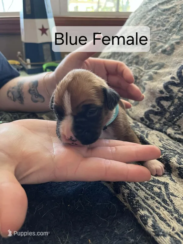 Blue Female – Boxer puppy for sale in East Dublin, GA