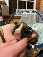 Blue Female, a female Boxer for sale in East Dublin, GA – Photo 1 of 4