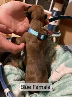 Blue Female, a female Boxer for sale in East Dublin, GA – Photo 3 of 4