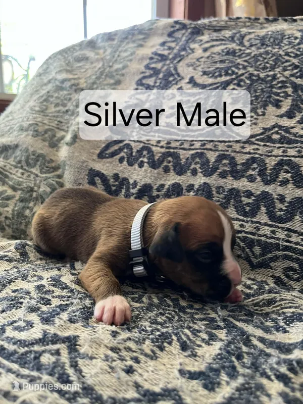 Silver Male – Boxer puppy for sale in East Dublin, GA