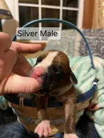 Silver Male, a male Boxer for sale in East Dublin, GA – Photo 2 of 5
