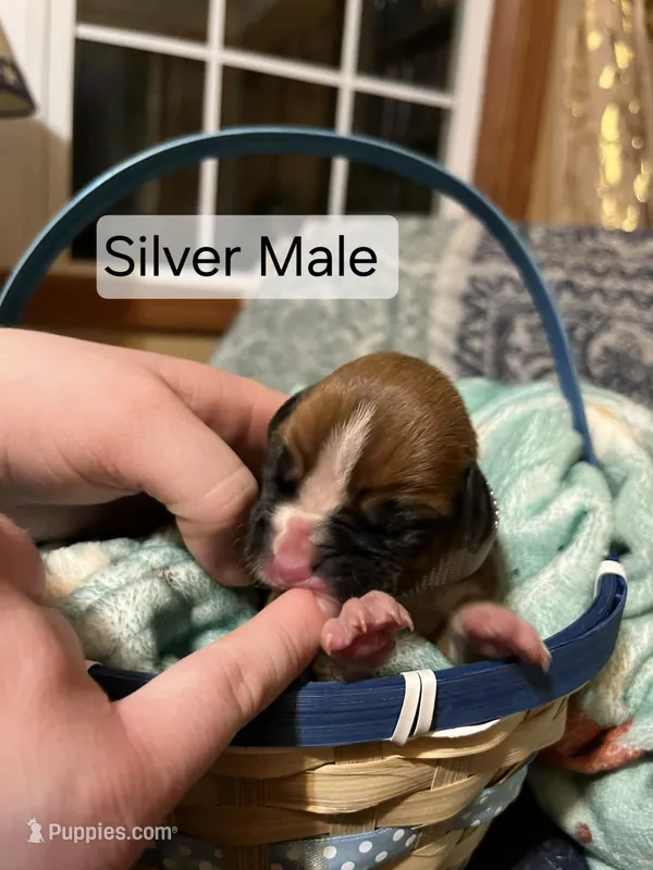 Silver Male – Boxer puppy for sale in East Dublin, GA