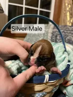 Silver Male, a male Boxer for sale in East Dublin, GA – Photo 1 of 5
