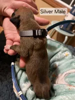 Silver Male, a male Boxer for sale in East Dublin, GA – Photo 3 of 5