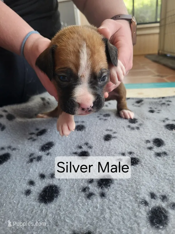 Silver Male – Boxer puppy for sale in East Dublin, GA