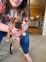 Gypsy, a female Boxer for sale in East Dublin, GA – 5 of 6