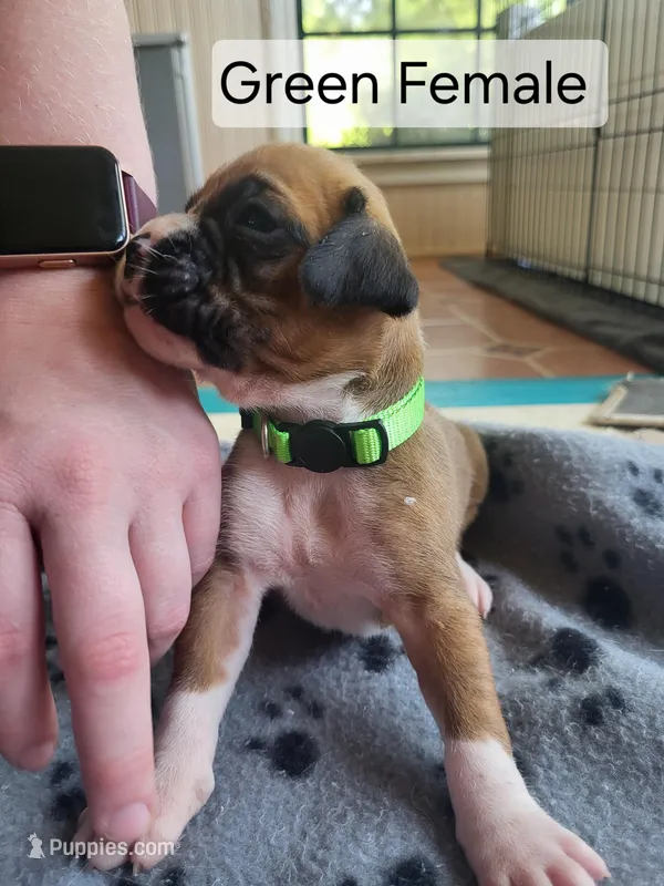 Green Female – Boxer puppy for sale in East Dublin, GA