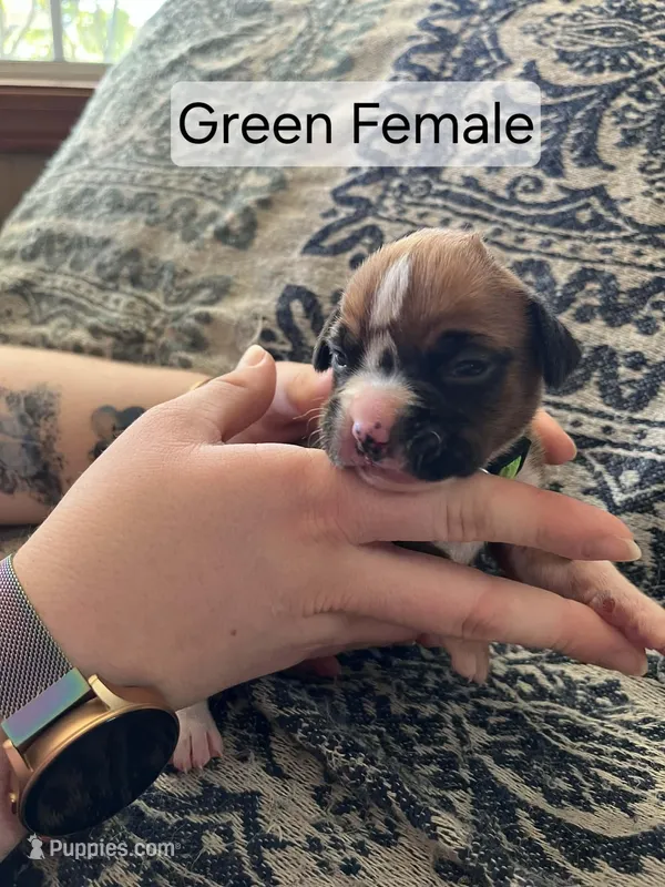 Green Female – Boxer puppy for sale in East Dublin, GA