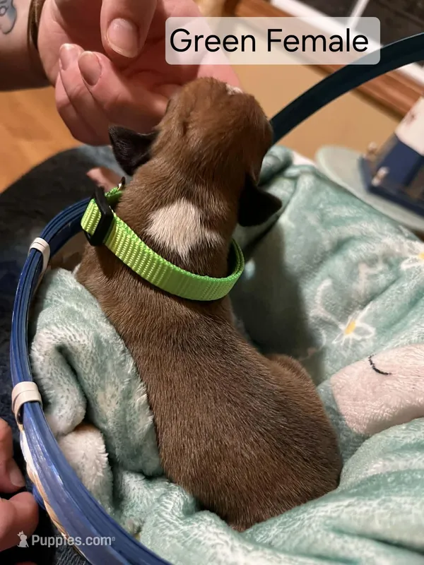 Green Female – Boxer puppy for sale in East Dublin, GA