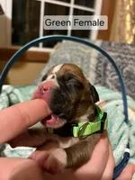 Green Female, a female Boxer for sale in East Dublin, GA – Photo 2 of 4