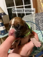 Green Female, a female Boxer for sale in East Dublin, GA – Photo 3 of 4