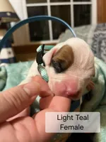 Light Teal Female, a female Boxer for sale in East Dublin, GA – Photo 2 of 4