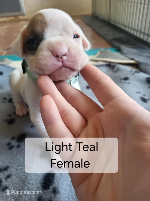 Light Teal Female – Boxer puppy for sale in East Dublin, GA