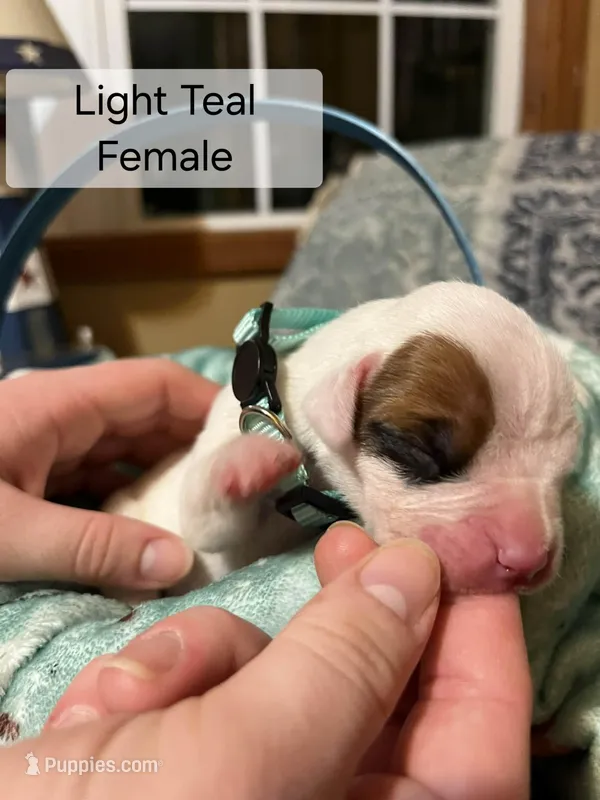 Light Teal Female – Boxer puppy for sale in East Dublin, GA