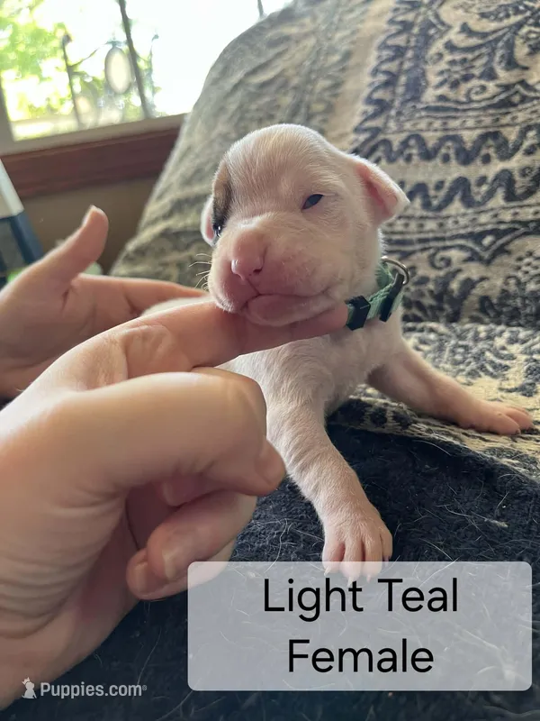 Light Teal Female – Boxer puppy for sale in East Dublin, GA