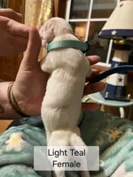 Light Teal Female, a female Boxer for sale in East Dublin, GA – Photo 3 of 4