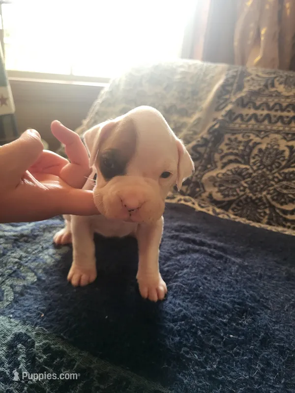 Light Teal Female – Boxer puppy for sale in East Dublin, GA