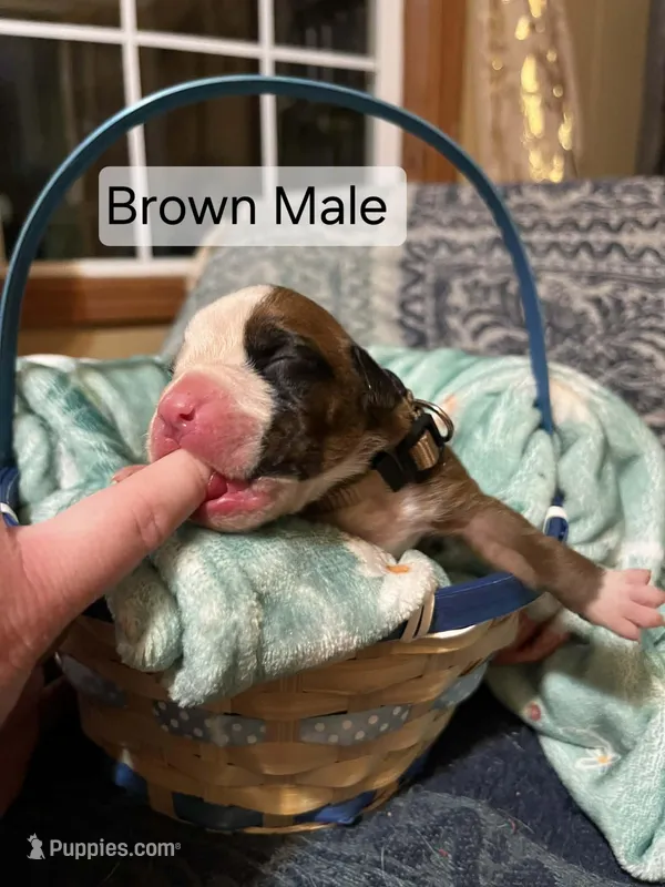 Brown Male  – Boxer puppy for sale in East Dublin, GA