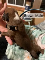 Brown Male , a male Boxer for sale in East Dublin, GA – Photo 3 of 5