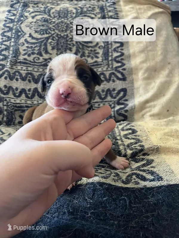 Brown Male  – Boxer puppy for sale in East Dublin, GA