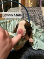 Brown Male , a male Boxer for sale in East Dublin, GA – Photo 2 of 5