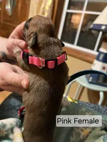 Pink Female, a female Boxer for sale in East Dublin, GA – Photo 2 of 3