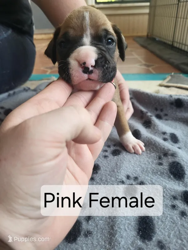 Pink Female – Boxer puppy for sale in East Dublin, GA