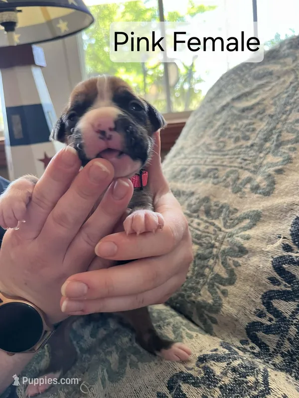 Pink Female – Boxer puppy for sale in East Dublin, GA