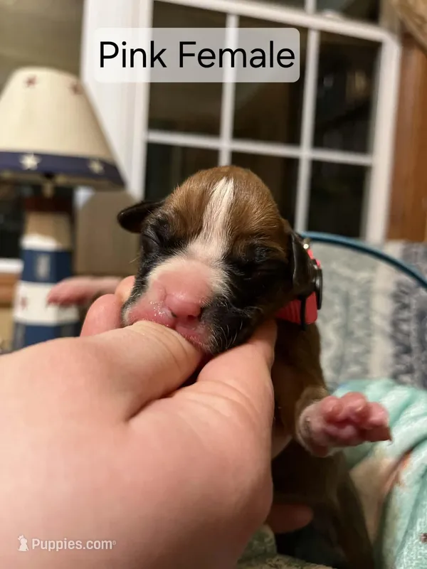 Pink Female – Boxer puppy for sale in East Dublin, GA