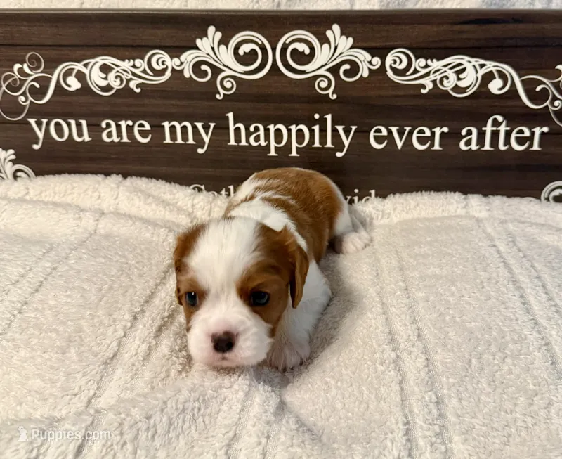 Aspen – Cavalier King Charles Spaniel puppy for sale in Santa Clara, CA